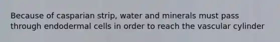 Because of casparian strip, water and minerals must pass through endodermal cells in order to reach the vascular cylinder