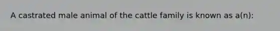 A castrated male animal of the cattle family is known as a(n):