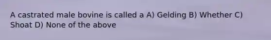 A castrated male bovine is called a A) Gelding B) Whether C) Shoat D) None of the above