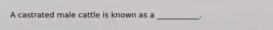 A castrated male cattle is known as a ___________.
