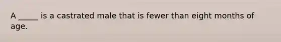A _____ is a castrated male that is fewer than eight months of age.