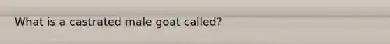 What is a castrated male goat called?