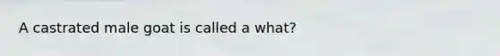 A castrated male goat is called a what?