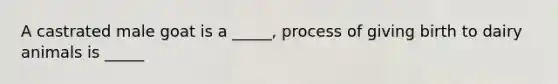 A castrated male goat is a _____, process of giving birth to dairy animals is _____