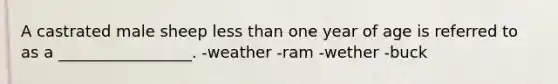 A castrated male sheep less than one year of age is referred to as a _________________. -weather -ram -wether -buck