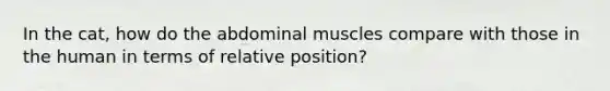 In the cat, how do the abdominal muscles compare with those in the human in terms of relative position?