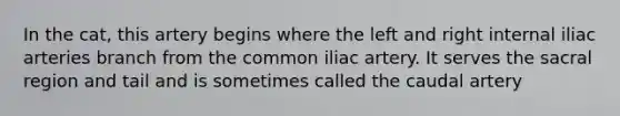 In the cat, this artery begins where the left and right internal iliac arteries branch from the common iliac artery. It serves the sacral region and tail and is sometimes called the caudal artery
