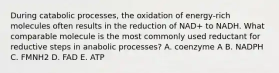 During catabolic processes, the oxidation of energy‑rich molecules often results in the reduction of NAD+ to NADH. What comparable molecule is the most commonly used reductant for reductive steps in anabolic processes? A. coenzyme A B. NADPH C. FMNH2 D. FAD E. ATP