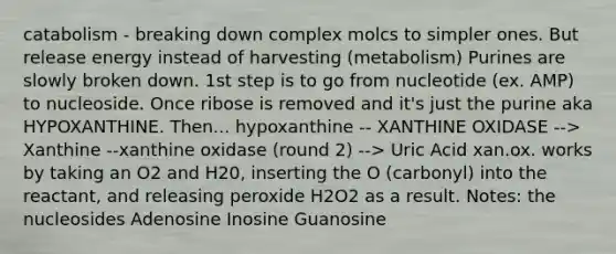 catabolism - breaking down complex molcs to simpler ones. But release energy instead of harvesting (metabolism) Purines are slowly broken down. 1st step is to go from nucleotide (ex. AMP) to nucleoside. Once ribose is removed and it's just the purine aka HYPOXANTHINE. Then... hypoxanthine -- XANTHINE OXIDASE --> Xanthine --xanthine oxidase (round 2) --> Uric Acid xan.ox. works by taking an O2 and H20, inserting the O (carbonyl) into the reactant, and releasing peroxide H2O2 as a result. Notes: the nucleosides Adenosine Inosine Guanosine