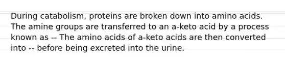 During catabolism, proteins are broken down into amino acids. The amine groups are transferred to an a-keto acid by a process known as -- The amino acids of a-keto acids are then converted into -- before being excreted into the urine.