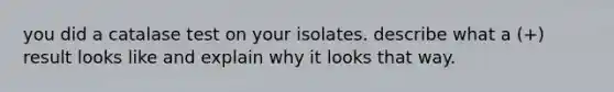 you did a catalase test on your isolates. describe what a (+) result looks like and explain why it looks that way.