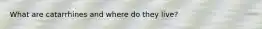 What are catarrhines and where do they live?