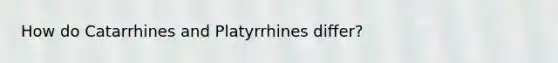 How do Catarrhines and Platyrrhines differ?