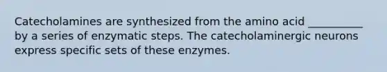 Catecholamines are synthesized from the amino acid __________ by a series of enzymatic steps. The catecholaminergic neurons express specific sets of these enzymes.