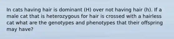 In cats having hair is dominant (H) over not having hair (h). If a male cat that is heterozygous for hair is crossed with a hairless cat what are the genotypes and phenotypes that their offspring may have?