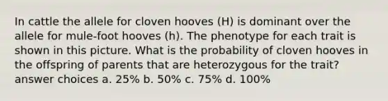 In cattle the allele for cloven hooves (H) is dominant over the allele for mule-foot hooves (h). The phenotype for each trait is shown in this picture. What is the probability of cloven hooves in the offspring of parents that are heterozygous for the trait? answer choices a. 25% b. 50% c. 75% d. 100%