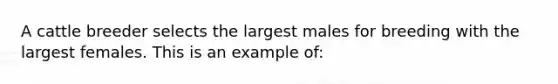 A cattle breeder selects the largest males for breeding with the largest females. This is an example of: