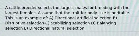 A cattle breeder selects the largest males for breeding with the largest females. Assume that the trait for body size is heritable. This is an example of: A) Directional artificial selection B) Disruptive selection C) Stabilizing selection D) Balancing selection E) Directional natural selection