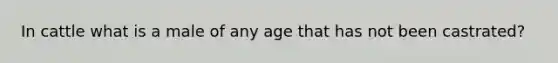 In cattle what is a male of any age that has not been castrated?