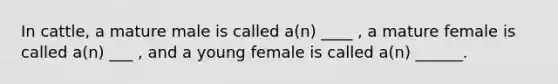 In cattle, a mature male is called a(n) ____ , a mature female is called a(n) ___ , and a young female is called a(n) ______.