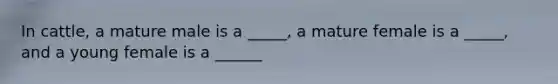 In cattle, a mature male is a _____, a mature female is a _____, and a young female is a ______