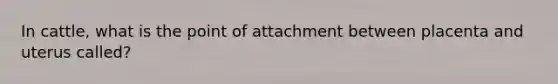 In cattle, what is the point of attachment between placenta and uterus called?