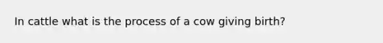 In cattle what is the process of a cow giving birth?