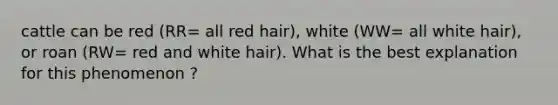 cattle can be red (RR= all red hair), white (WW= all white hair), or roan (RW= red and white hair). What is the best explanation for this phenomenon ?