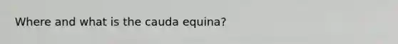 Where and what is the cauda equina?