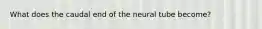 What does the caudal end of the neural tube become?