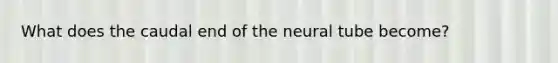 What does the caudal end of the neural tube become?