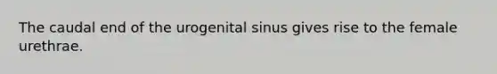 The caudal end of the urogenital sinus gives rise to the female urethrae.