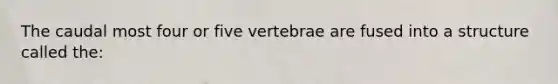 The caudal most four or five vertebrae are fused into a structure called the: