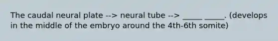 The caudal neural plate --> neural tube --> _____ _____. (develops in the middle of the embryo around the 4th-6th somite)