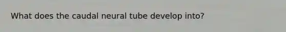 What does the caudal neural tube develop into?