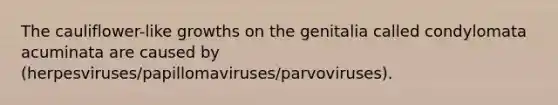 The cauliflower-like growths on the genitalia called condylomata acuminata are caused by (herpesviruses/papillomaviruses/parvoviruses).