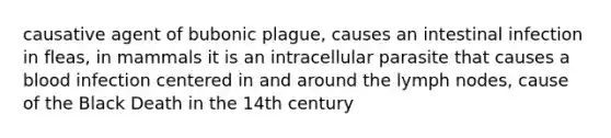 causative agent of bubonic plague, causes an intestinal infection in fleas, in mammals it is an intracellular parasite that causes a blood infection centered in and around the lymph nodes, cause of the Black Death in the 14th century