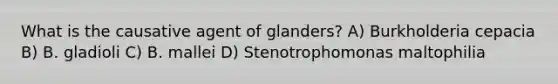 What is the causative agent of glanders? A) Burkholderia cepacia B) B. gladioli C) B. mallei D) Stenotrophomonas maltophilia