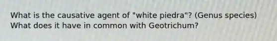 What is the causative agent of "white piedra"? (Genus species) What does it have in common with Geotrichum?