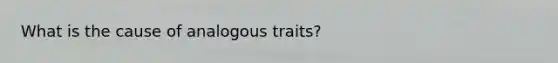 What is the cause of analogous traits?