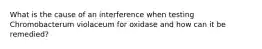 What is the cause of an interference when testing Chromobacterum violaceum for oxidase and how can it be remedied?