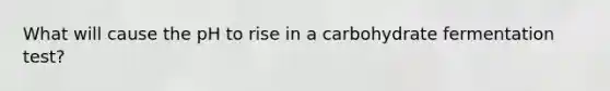What will cause the pH to rise in a carbohydrate fermentation test?