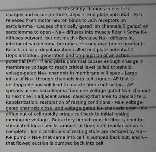 _______________________ is caused by changes in electrical charges and occurs in three steps 1. End plate potential - ACh released from motor neuron binds to ACh receptors on sarcolemma - Causes chemically gated ion channels (ligands) on sarcolemma to open - Na+ diffuses into muscle fiber • Some K+ diffuses outward, but not much - Because Na+ diffuses in, interior of sarcolemma becomes less negative (more positive) - Results in local depolarization called end plate potential 2. Depolarization: generation and propagation of an action potential (AP) - If end plate potential causes enough change in membrane voltage to reach critical level called threshold, voltage-gated Na+ channels in membrane will open - Large influx of Na+ through channels into cell triggers AP that is unstoppable and will lead to muscle fiber contraction - AP spreads across sarcolemma from one voltage-gated Na+ channel to next one in adjacent areas, causing that area to depolarize 3. Repolarization: restoration of resting conditions - Na+ voltage-gated channels close, and voltage-gated K+ channels open - K+ efflux out of cell rapidly brings cell back to initial resting membrane voltage - Refractory period: muscle fiber cannot be stimulated for a specific amount of time, until repolarization is complete - Ionic conditions of resting state are restored by Na+-K+ pump • Na+ that came into cell is pumped back out, and K+ that flowed outside is pumped back into cell