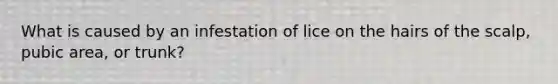 What is caused by an infestation of lice on the hairs of the scalp, pubic area, or trunk?