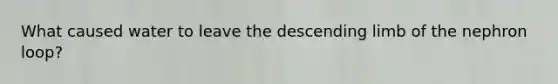 What caused water to leave the descending limb of the nephron loop?