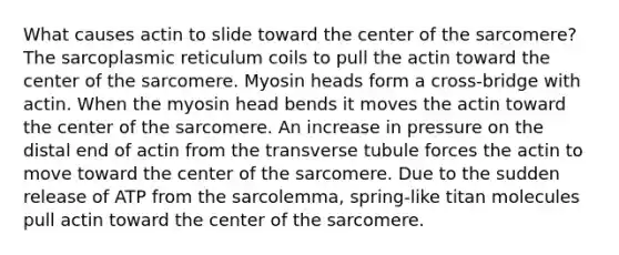 What causes actin to slide toward the center of the sarcomere? The sarcoplasmic reticulum coils to pull the actin toward the center of the sarcomere. Myosin heads form a cross-bridge with actin. When the myosin head bends it moves the actin toward the center of the sarcomere. An increase in pressure on the distal end of actin from the transverse tubule forces the actin to move toward the center of the sarcomere. Due to the sudden release of ATP from the sarcolemma, spring-like titan molecules pull actin toward the center of the sarcomere.