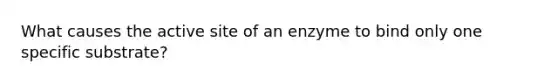 What causes the active site of an enzyme to bind only one specific substrate?