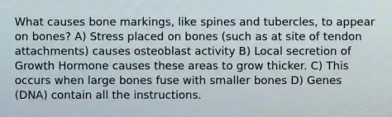 What causes bone markings, like spines and tubercles, to appear on bones? A) Stress placed on bones (such as at site of tendon attachments) causes osteoblast activity B) Local secretion of Growth Hormone causes these areas to grow thicker. C) This occurs when large bones fuse with smaller bones D) Genes (DNA) contain all the instructions.