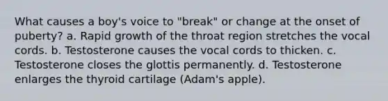 What causes a boy's voice to "break" or change at the onset of puberty? a. Rapid growth of the throat region stretches the vocal cords. b. Testosterone causes the vocal cords to thicken. c. Testosterone closes the glottis permanently. d. Testosterone enlarges the thyroid cartilage (Adam's apple).