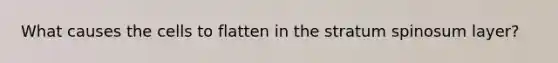 What causes the cells to flatten in the stratum spinosum layer?